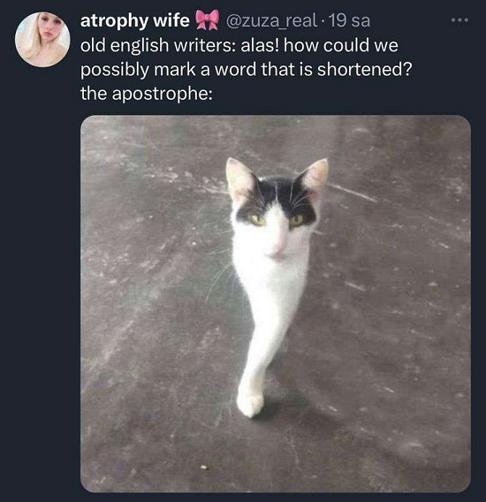 Cat that looks like an apostrophe