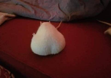 Hamster(?) with big butt